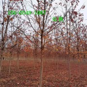 供应3米4米5米6米7米丛生美国红枫华荣苗木