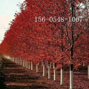 4米、5米6米美国红枫6米7米丛生红枫报价