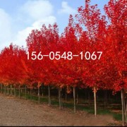 3米4米红枫成活率高5米美国红枫6米、7米美国红枫
